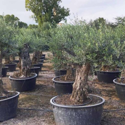 Common Olive Tree (Olea Europea) – Specimen Tree