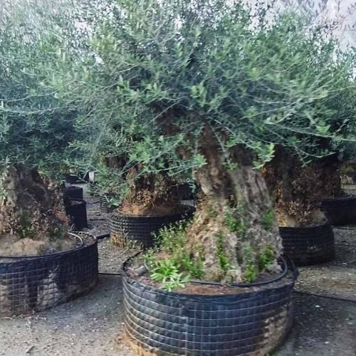 Common Olive Tree (Olea Europea) – Specimen Tree