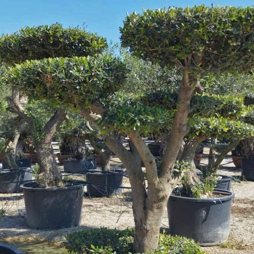 Common Olive Tree (Olea Europea) – Flat Pom Pon