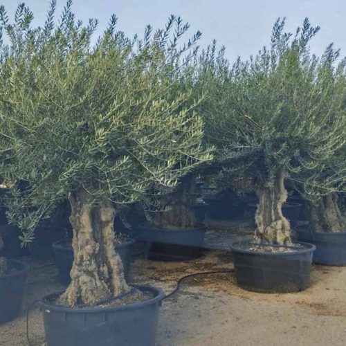 Common Olive Tree (Olea Europea) – Specimen Tree