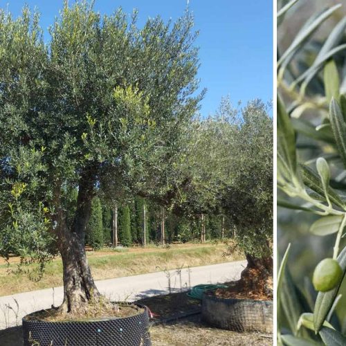 Common Olive Tree (Olea Europea) – Specimen Tree