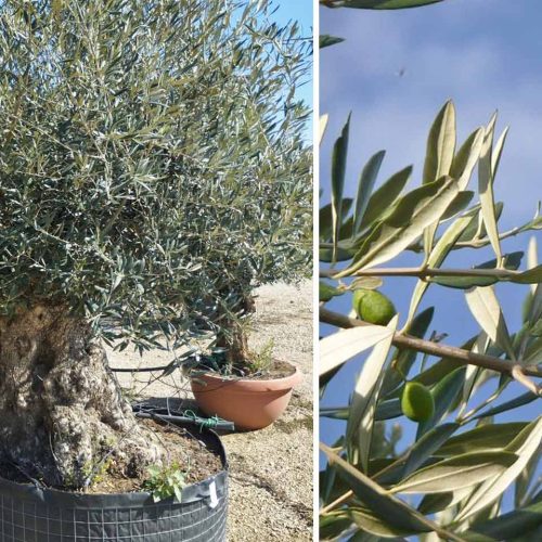 Common Olive Tree (Olea Europea) – Specimen Tree