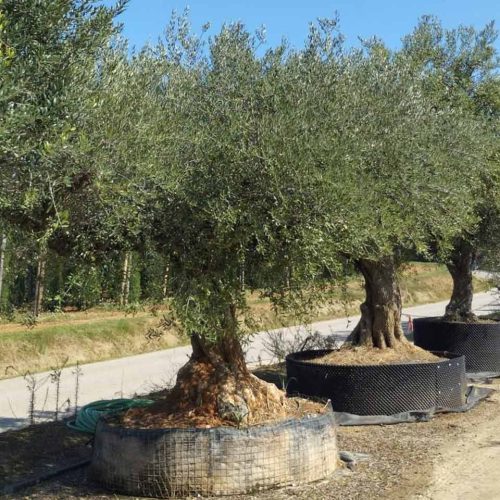 Common Olive Tree (Olea Europea) – Specimen Tree