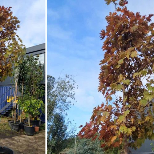 Acer Platanoides ‘Crimson King’ (Norway Maple ‘Crimson King’) – Standard