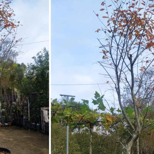 Amelanchier Laevis (Juneberry Tree / Smooth Serviceberry) – Standard