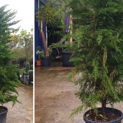 Monterey Cypress / Goldcrest Cypress (Cupressus Macrocarpa Goldcrest)