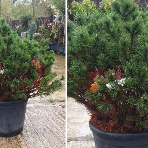 Pinus Mugo Mughus (Dwarf Mountain Pine) – Shrub