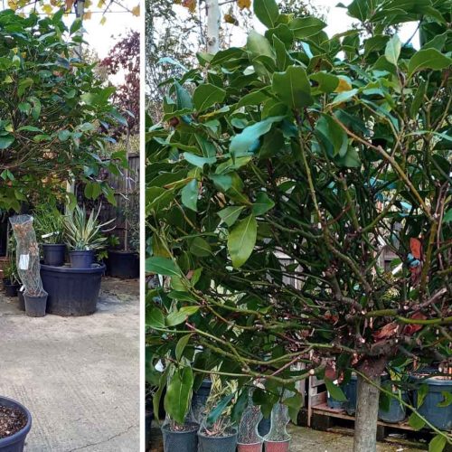 Laurus Nobilis (Bay Tree) – Half Standard