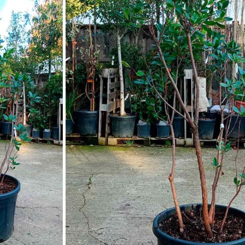 Arbutus unedo (Strawberry tree) – Multi-Stem – Extra