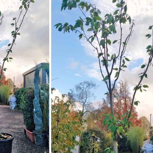 Cornus Controversa Variegata (Wedding Cake Tree) – Extra