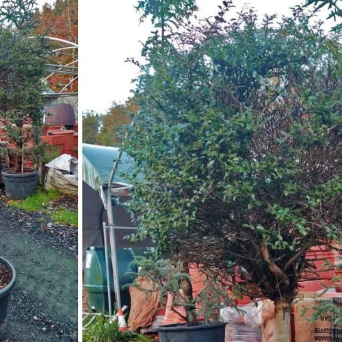Ligustrum Jonandrum (Delavay Privet) – Half Standard Ball
