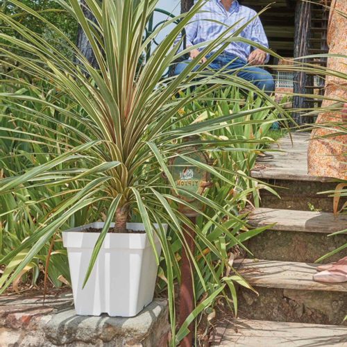 Classic Matte Square Pot