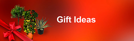 Gift Ideas