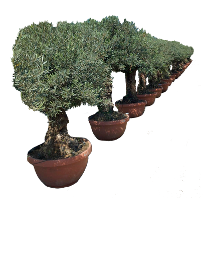 Olive Trees