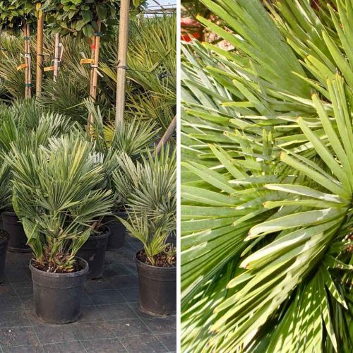 Chamaerops Humilis ‘Vulcano’ / ‘Compacta’ (Dwarf Fan Palm ‘Vulcano’)