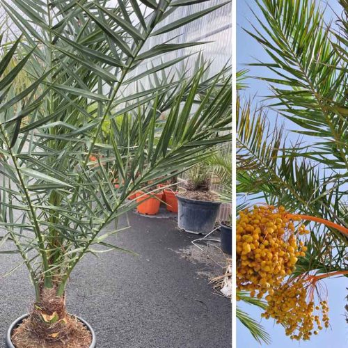 Phoenix Dactylifera (Date Palm)