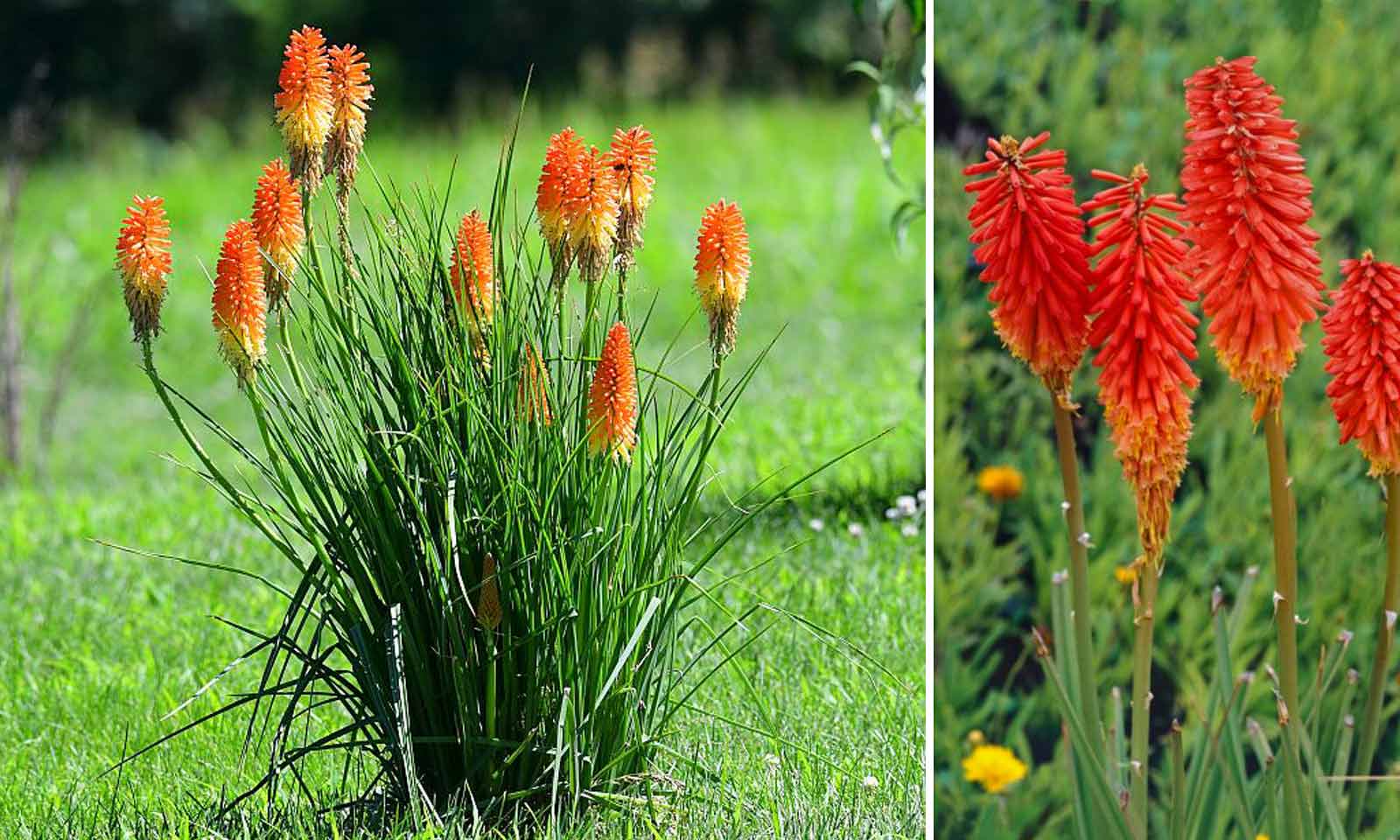 Kniphofia Tritoma Red Hot Poker Uvaria Pfizer Perennial Seeds