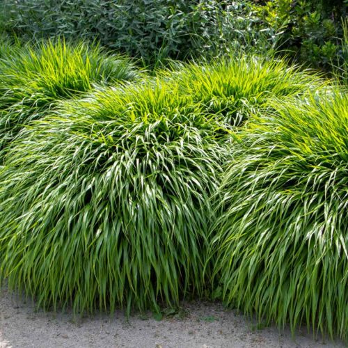 Hakonechloa Macra (Japanese Forest Grass / Hakone Grass)