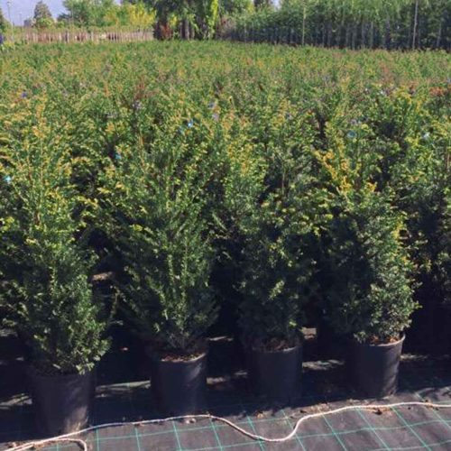 Taxus Baccata (English Yew) – Shrub - Multi Buy