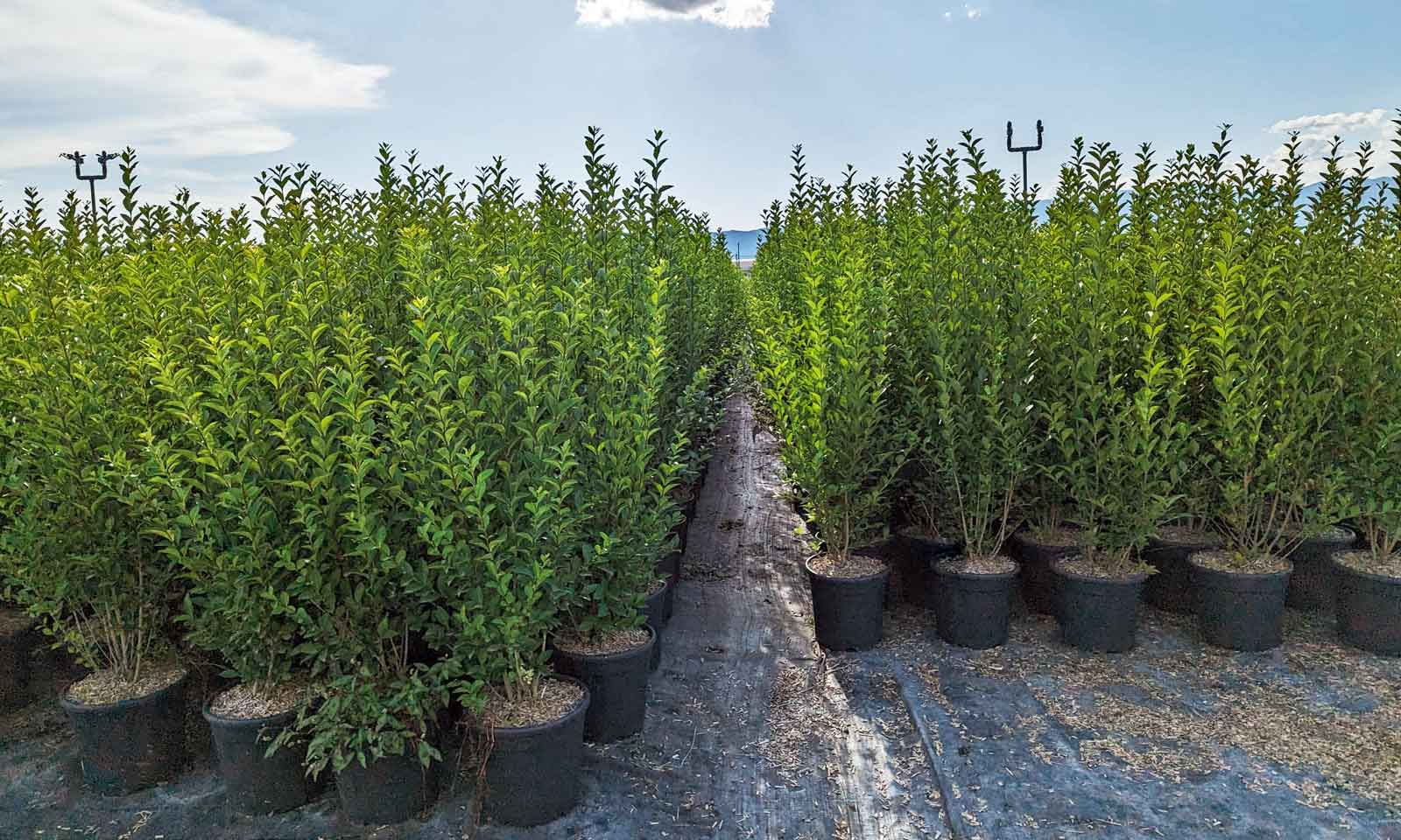 Ligustrum Ovalifolium Oval Leaf Privet Shrub Multi Buy Garden 