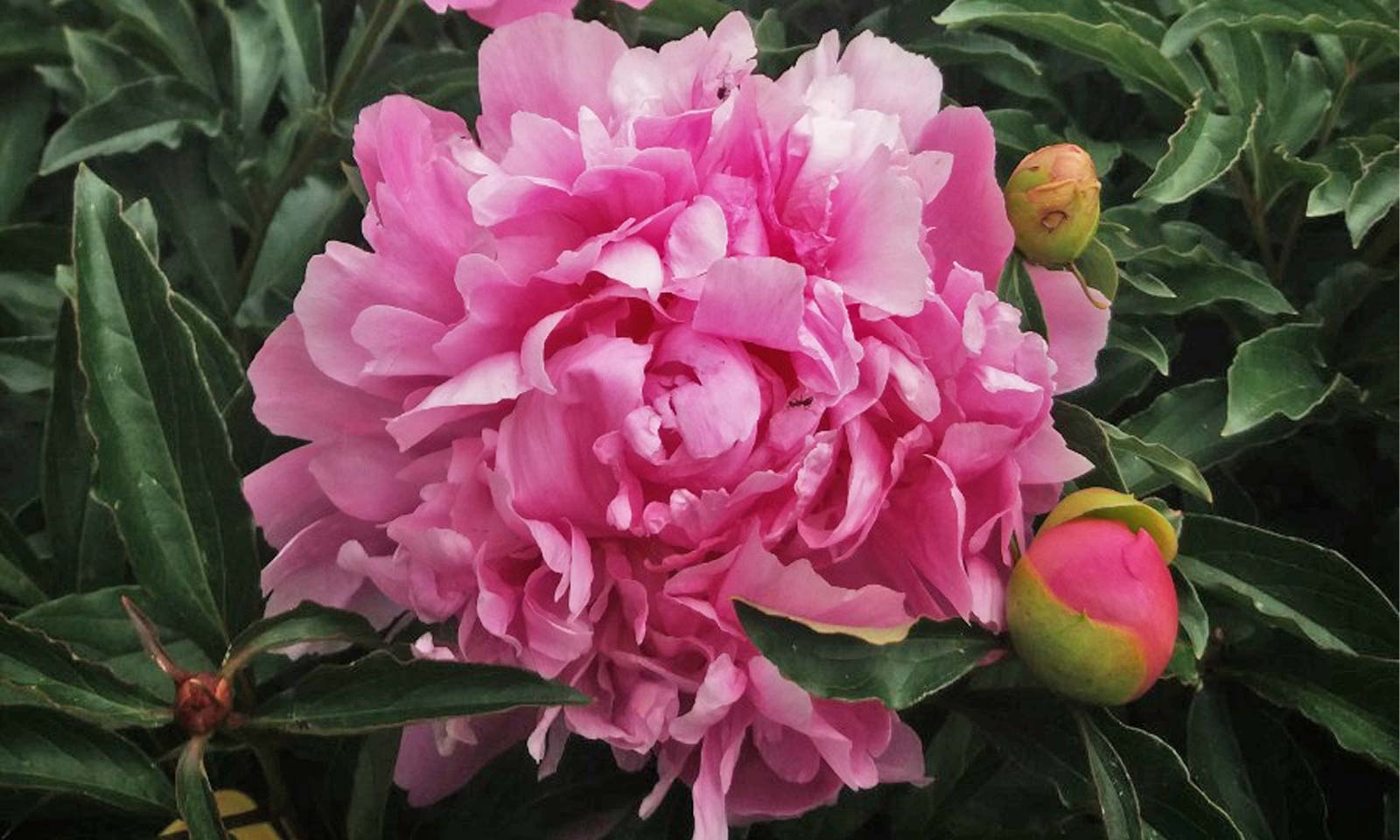 Peony Peonia Lactiflora Monsieur Jules Elie Garden Plants Online