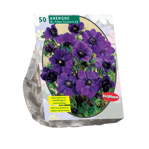 Anemone Mr. Fokker pack of 50