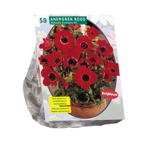 Anemone Hollandia pack of 50
