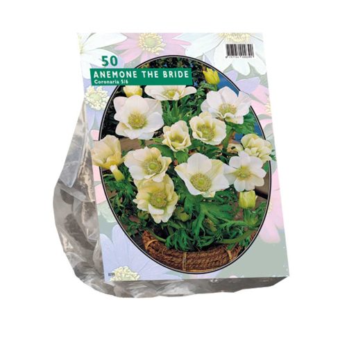 Anemone The Bride pack of 50