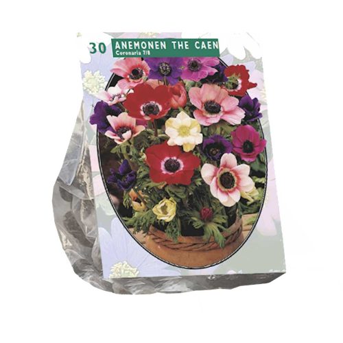 Anemone de Caen Mix - pack of 30