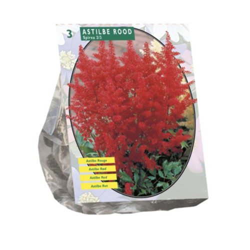 Astilbe Red - pack of 3