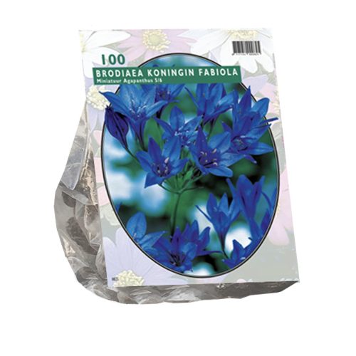 Brodiaea 'Fabiola' pack of 100