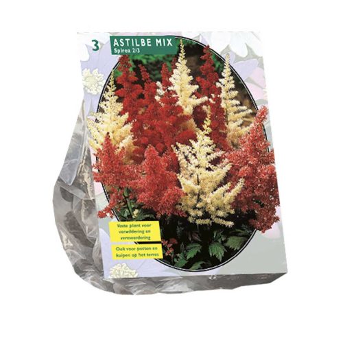 Astilbe Mix - pack of 3