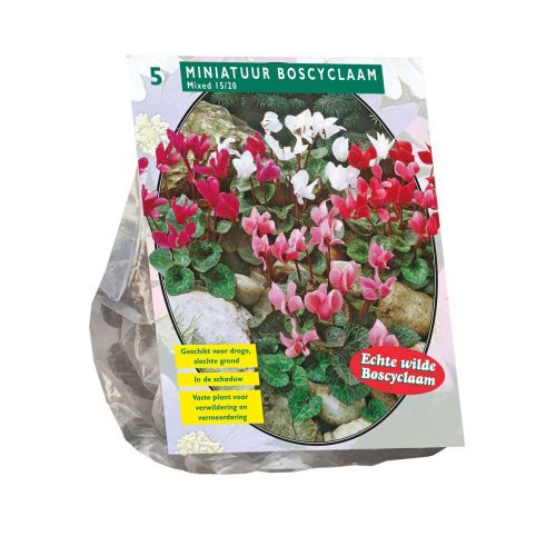 Cyclamen Mix pack of 5