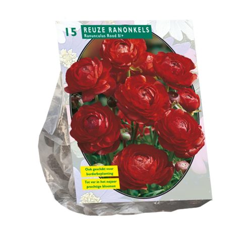 Ranunculus Red — pack of 15