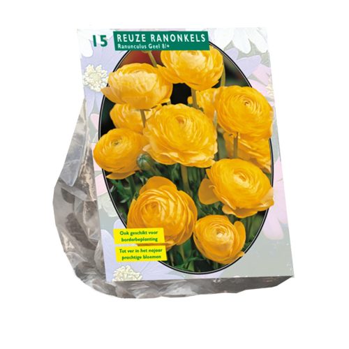 Ranunculus Yellow — pack of 15