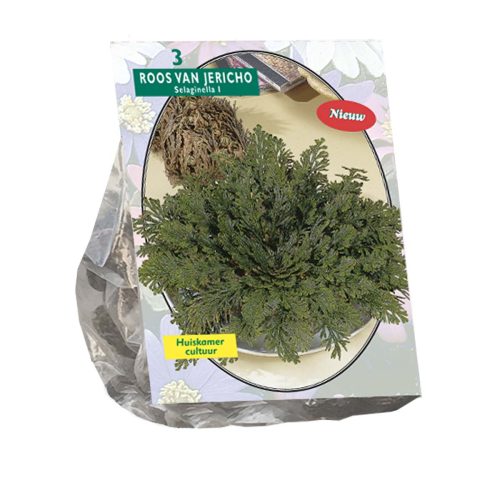 Rose of Jericho (Selaginella lepidophylla) — pack of 3