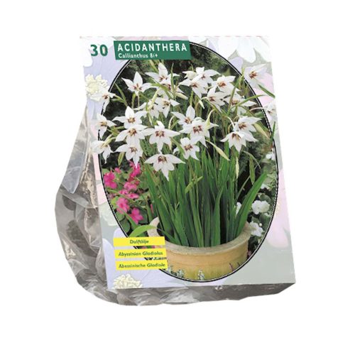 Acidanthera Bicolor pack of 30