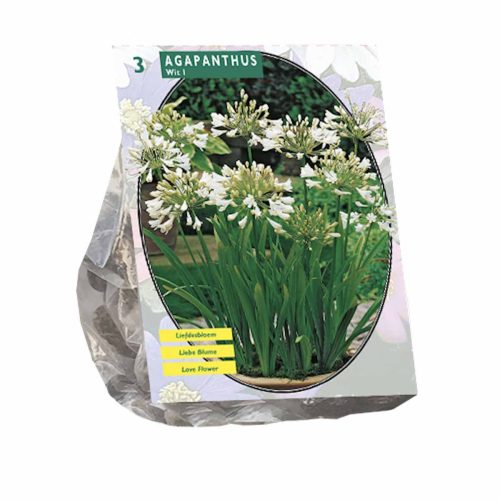 Agapanthus White pack of 3