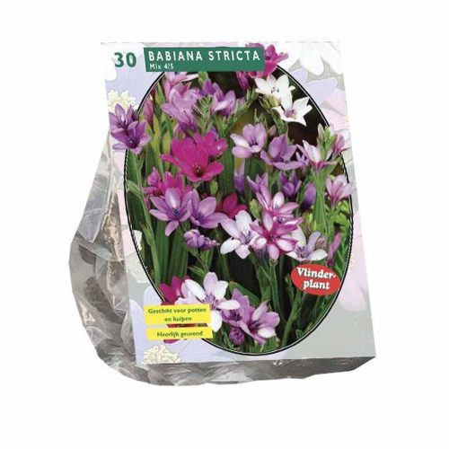 Babiana Stricta Mix pack of 30