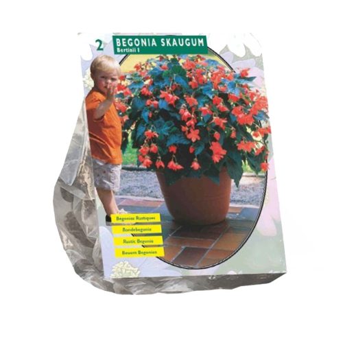 Begonia Skaugum pack of 2