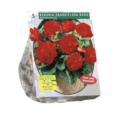 Begonia 'Double Red' pack of 5