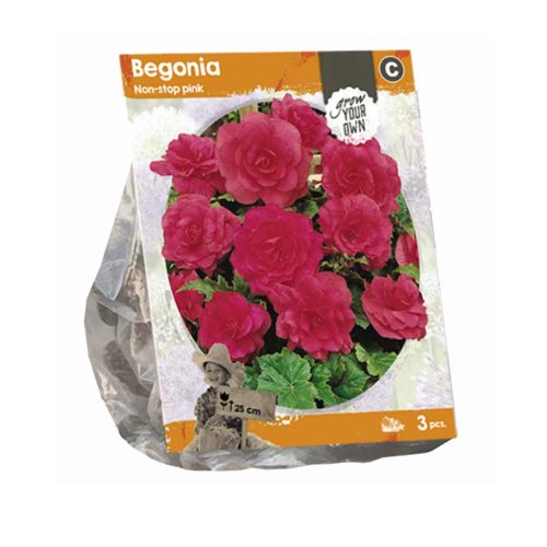 Begonia 'Double Pink' pack of 5