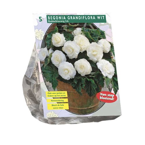 Begonia 'Double White' pack of 5
