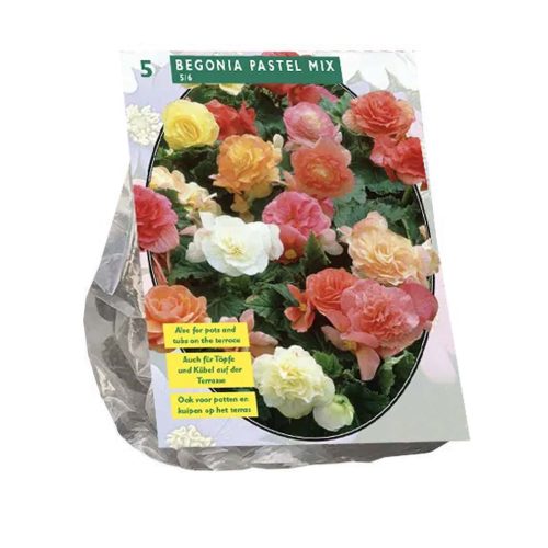 Begonia Pastel Mix pack of 5