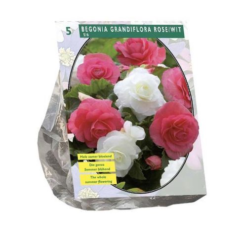 Pink and White Double Begonia pack of 5