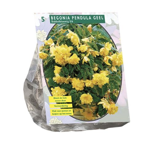 Begonia 'Pendula Yellow' pack of 5
