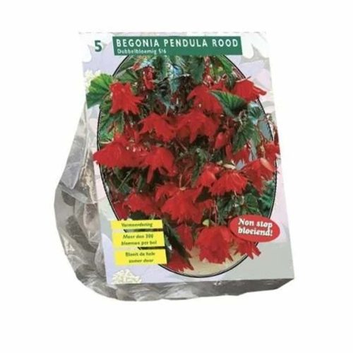 Begonia 'Pendula Red' pack of 5