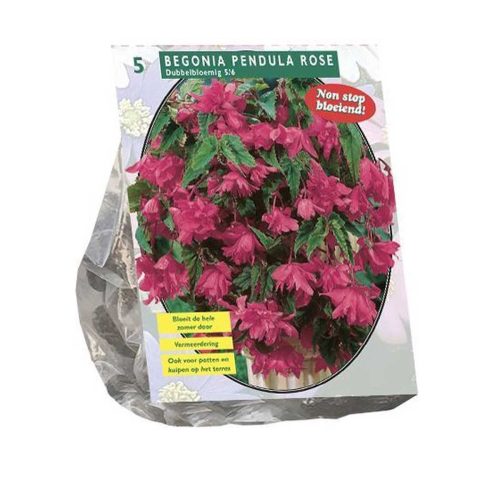 Begonia 'Pendula Pink' pack of 5