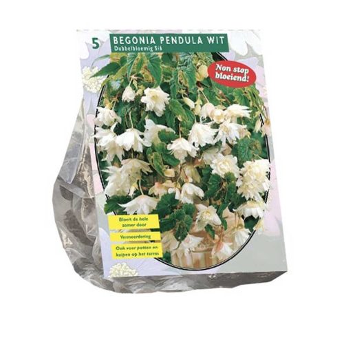 Begonia 'Pendula White' pack of 5