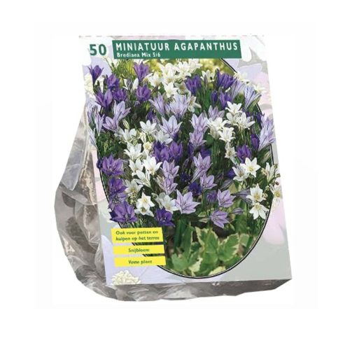 Brodiaea Mini Mix pack of 50